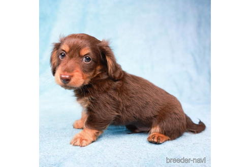 成約済の東京都のミニチュアダックスフンド(ロングヘアード)-194355の3枚目